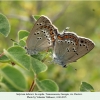 satyrium ledereri rustavi copula3